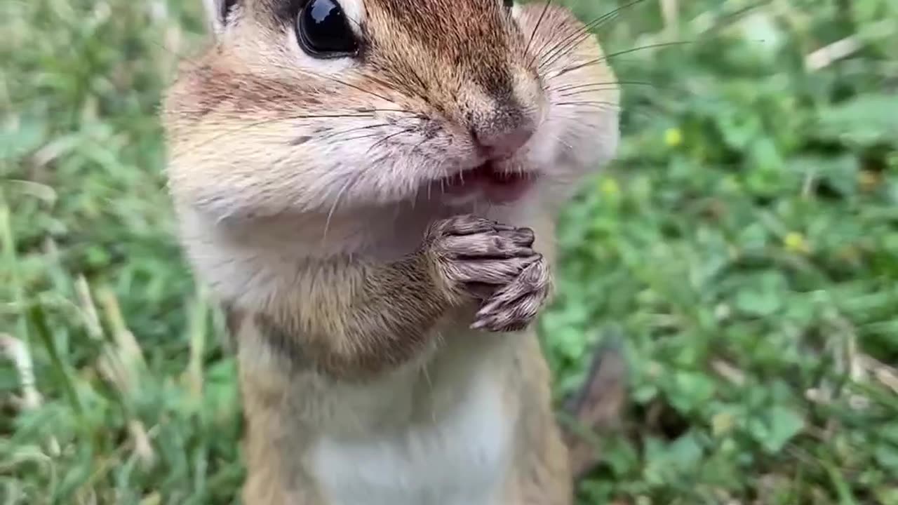 Squirrel🐿 eating almonds🥰