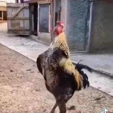 that poor rooster