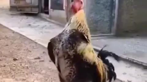 that poor rooster