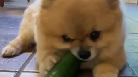 Puppy eating cucumber reaction