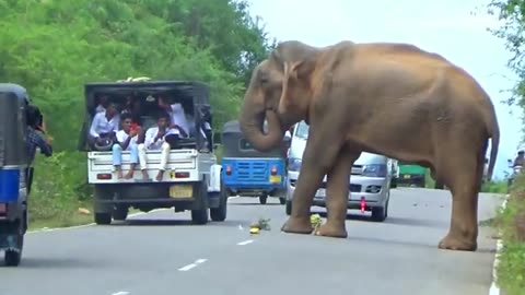 Sri Lanka Wild Elephant Attack | wild Elephant Attract to Biak Raider On The Forest Road