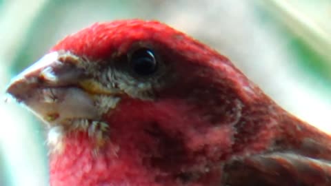 Purple Finch