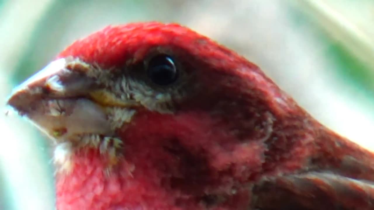 Purple Finch