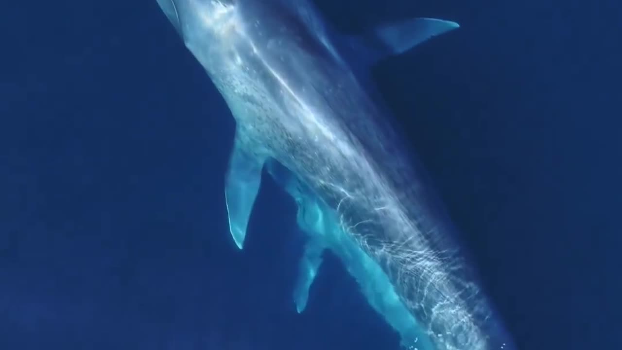 This is what Blue Whale vocalizations sound like!