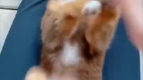 Cute dog funny video