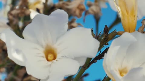 white flowers in the breeze