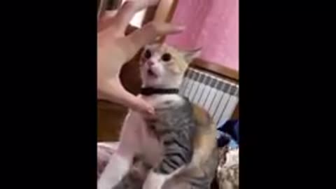 Funny animals videos