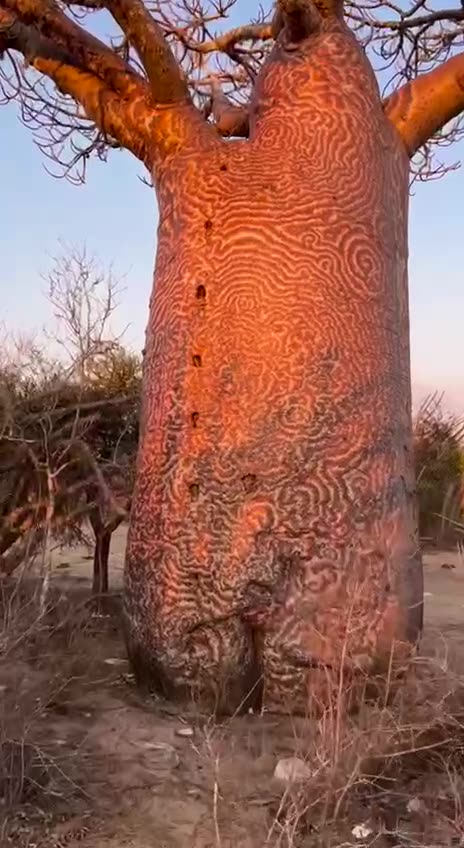 Massive Baobab Trees, Africa