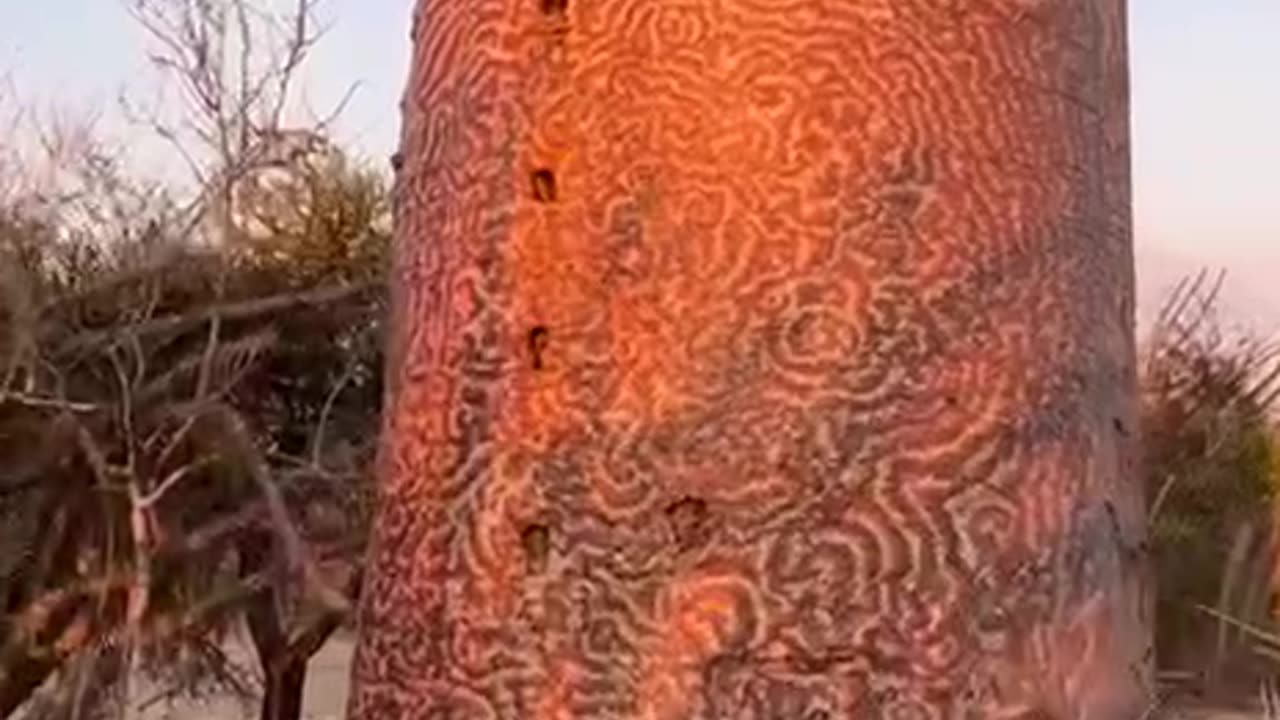 Massive Baobab Trees, Africa