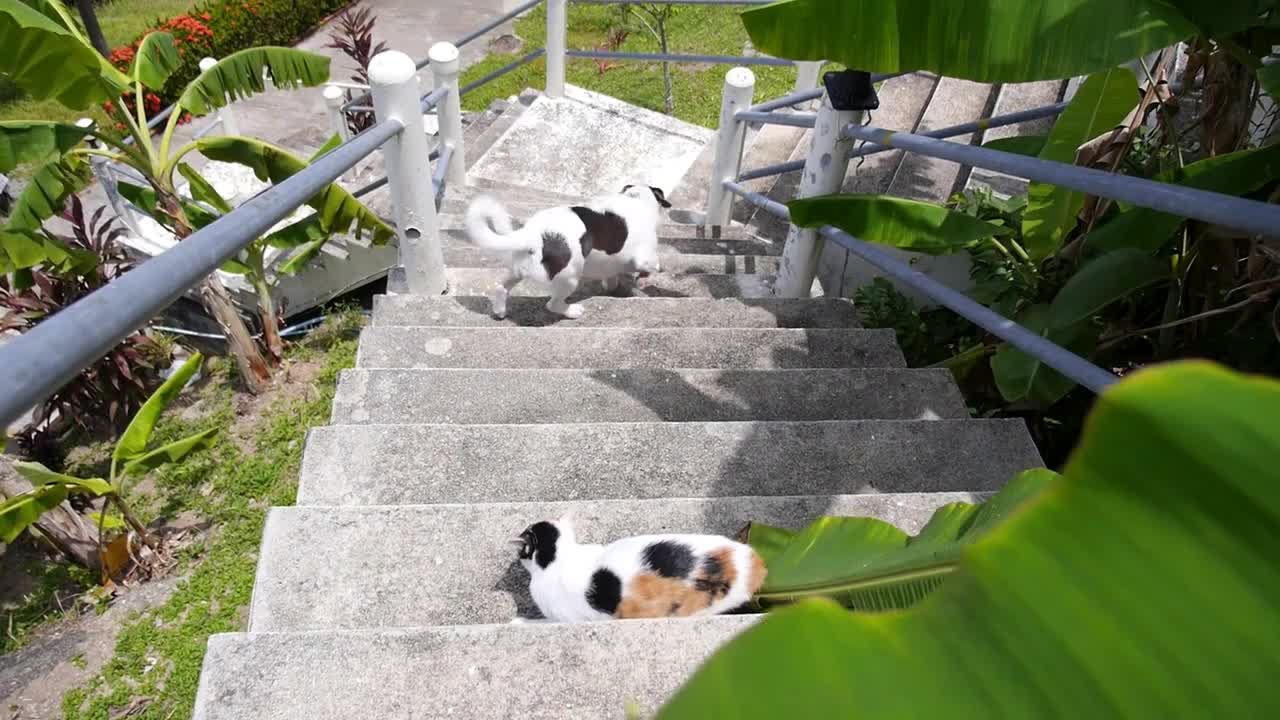 Funny Friends Cat and Dog Playing Outdoors