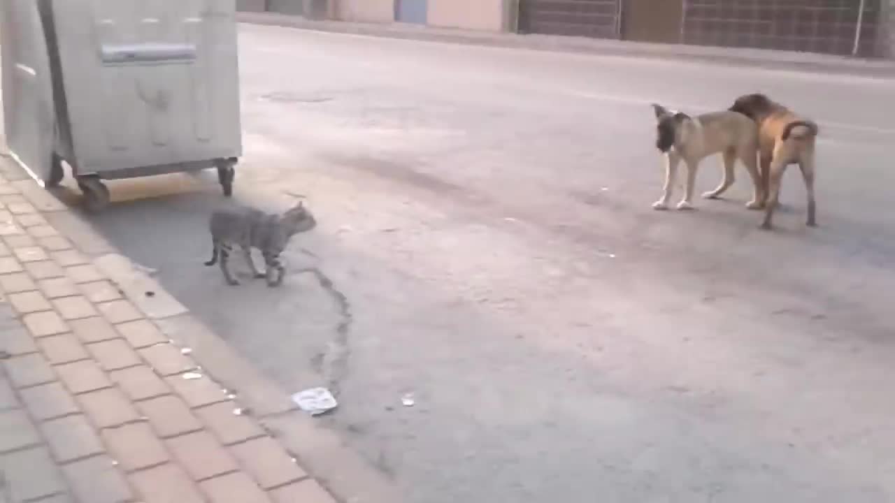 cats get angry vs dogs