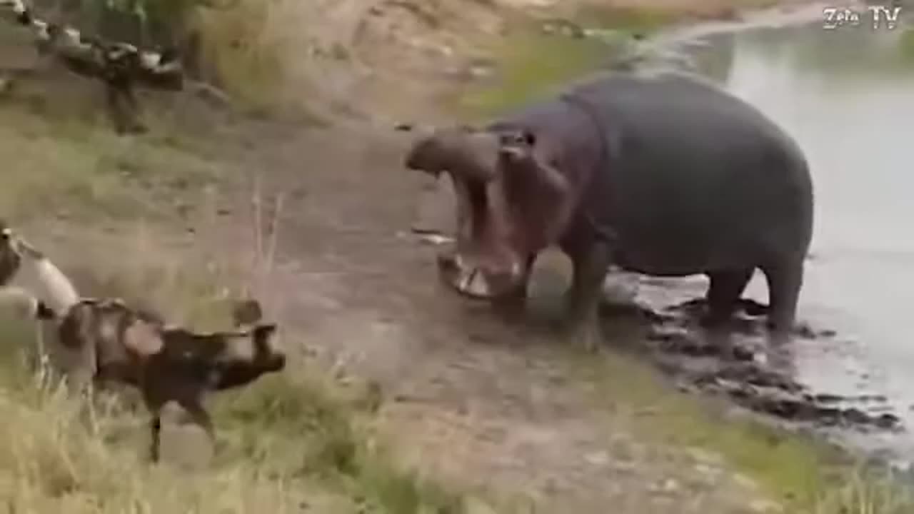 WILD ANIMALS LIFE INTENS FIGHT DONT MISS IT