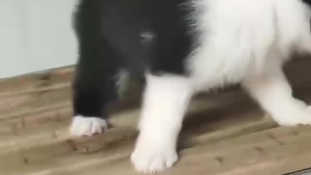 Border Collie pups