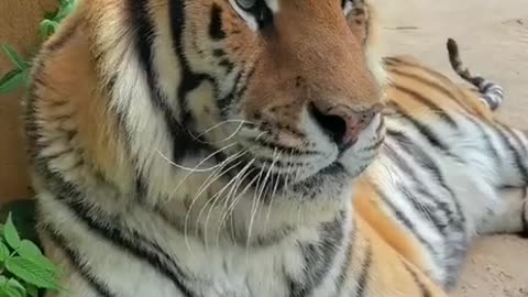 International tigers day 3