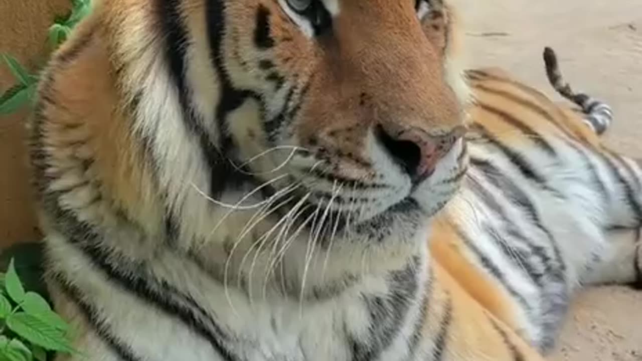 International tigers day 3