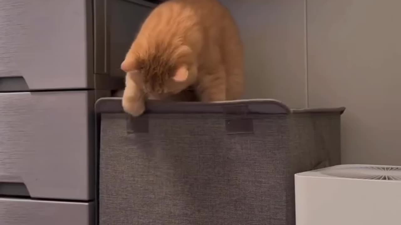 It’s the cat thing to do 🤣🤣