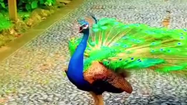 this is a peacock