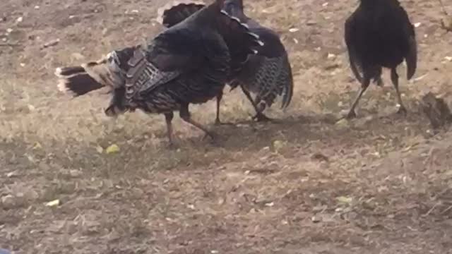 Turkeys Arguing
