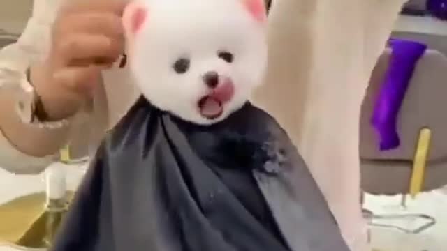 CUTE DOG haircut styles So Funny 😘😘