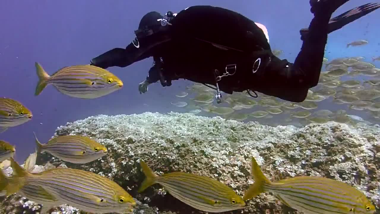 Diving underwater with fish