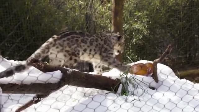 These Snow Leopards Are Getting A Cool Treat