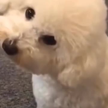 FUNNY CUTE DOG REACTION HEARING AMBULANCE ALERT SOUND