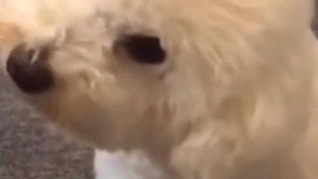 FUNNY CUTE DOG REACTION HEARING AMBULANCE ALERT SOUND