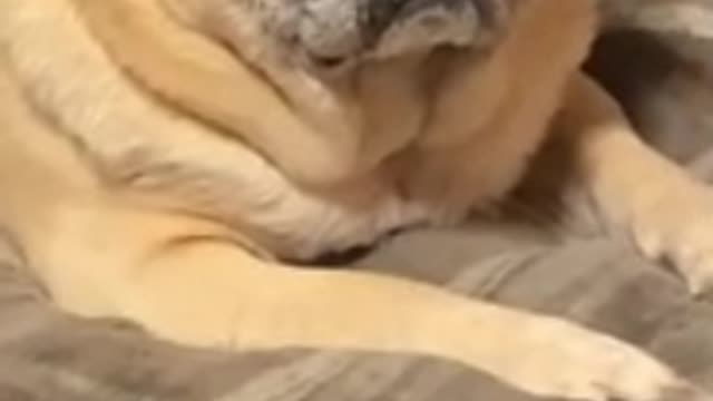 Just chop a dog