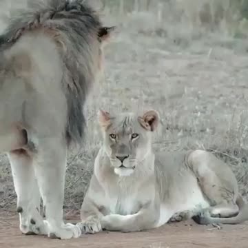 LION AND LIONESS