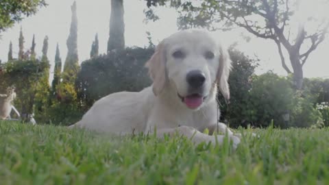 White Baby Dog