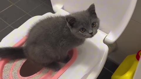 Toilet for cat