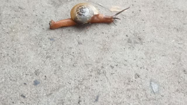 a snail on the road
