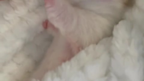 OMG 😱 cute cat 😱😘😘