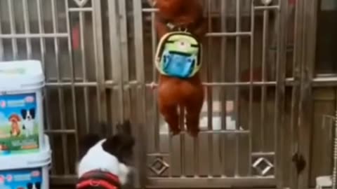 Funny Dog Videos 2024