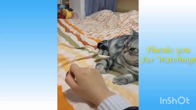 Funniest Animals - Best Of The Funny Animal Videos