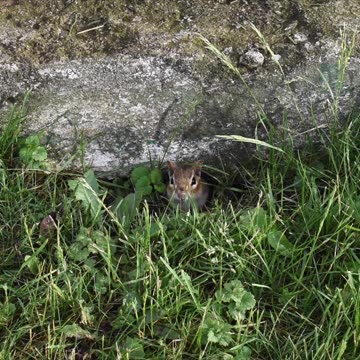 Let Yeast Rise - Escape to the Garden with me!
