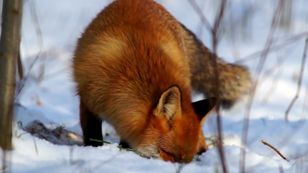 Amazing Red Fox Playing in The Snow Winter Forest - AnimalHero