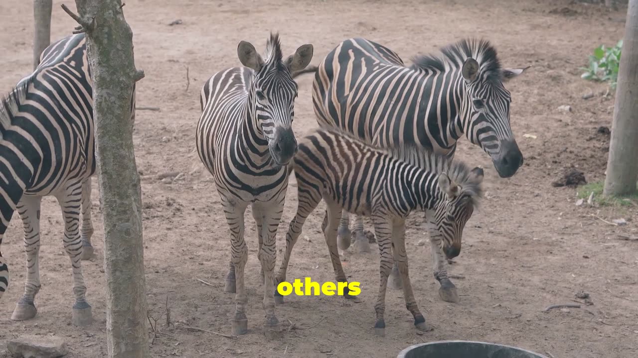 Zebras Stripes of Survival The Animal Kingdom