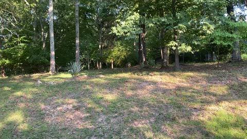 Backyard Buck vs Hammock Extended Version