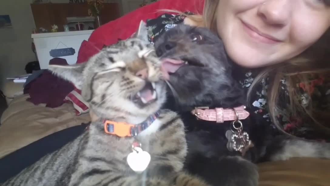 Black dog licking grey cat