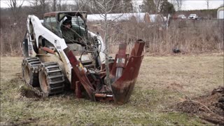 A Suggested tree for an ash tree replacement