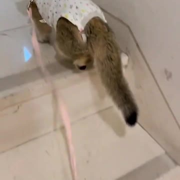 OMG So Cute Cat Video ❤ #cat #shorts