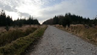 Forest hike. Speedlapse.