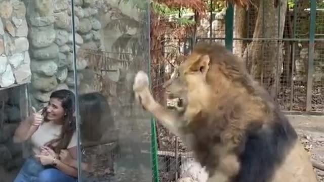 Funny lion