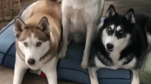 who is the most handsome?Who is the craziest?