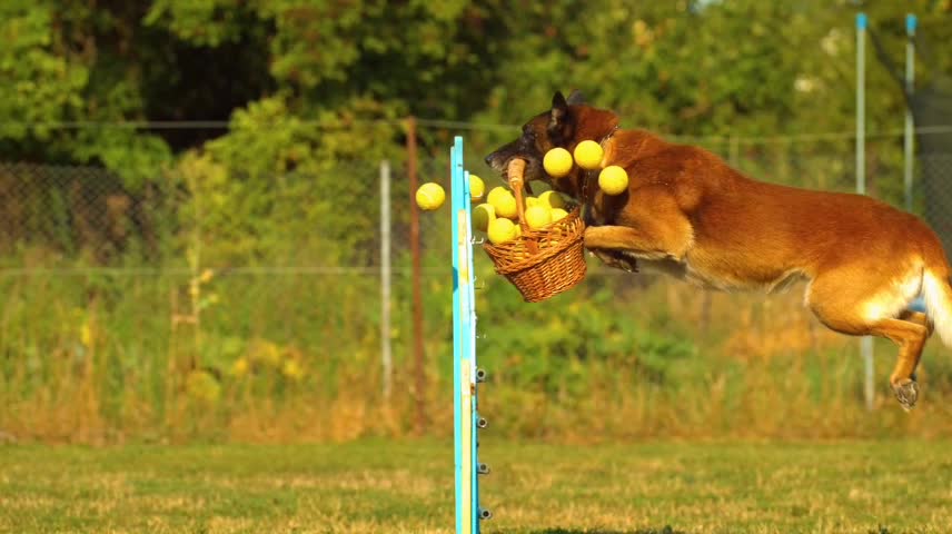 jumping dog cão