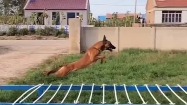 Smart dog long Jumping video 💥🔥🐕♥️👍