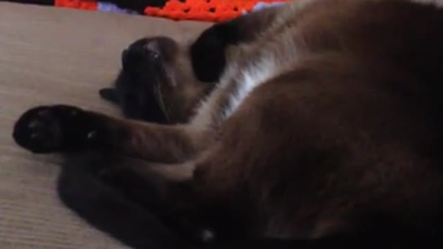 Siamese cat caught talking in his sleep