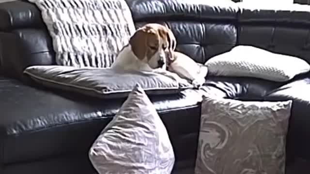Drama queen