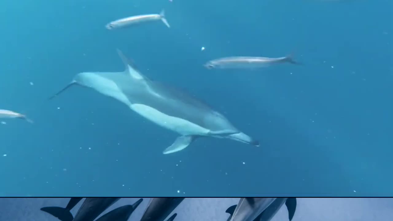 #dolphine #short video #trending #viral video #